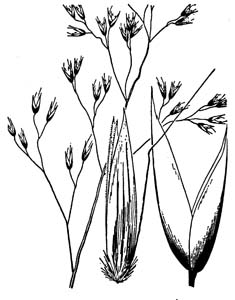 Wavy Hairgrass, Common Hairgrass /
Deschampsia flexuosa