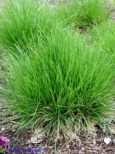 Wavy Hairgrass, Common Hairgrass /
Deschampsia flexuosa