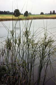 Wool Grass, Cottongrass Bulrush /
Scirpus cyperinus