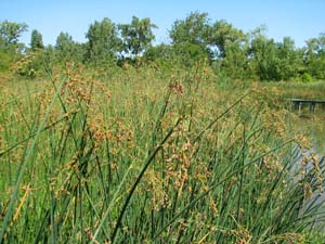Wool Grass, Cottongrass Bulrush /
Scirpus cyperinus