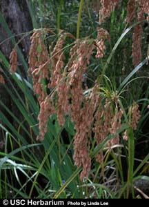 Wool Grass, Cottongrass Bulrush /
Scirpus cyperinus