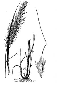 Yellow Indian Grass /
Sorghastrum nutans