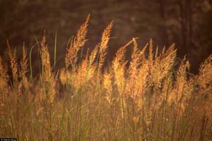 Yellow Indian Grass /
Sorghastrum nutans