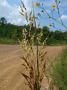 Yellow Indian Grass /
Sorghastrum nutans