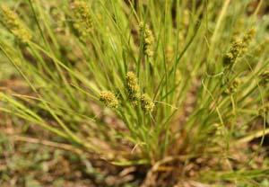 Yellowfruit Sedge,
Yellow-headed Fox Sedge /
Carex annectens (Syn. Carex bicknelii)