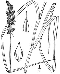 Yellowfruit Sedge,
Yellow-headed Fox Sedge /
Carex annectens (Syn. Carex bicknelii)