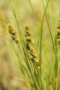 Yellowfruit Sedge,
Yellow-headed Fox Sedge /
Carex annectens (Syn. Carex bicknelii)