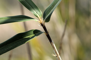 Giant Cane, River Cane, Switch Cane /
Arundinaria gigantea