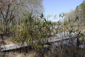 Giant Cane, River Cane, Switch Cane /
Arundinaria gigantea