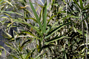 Giant Cane, River Cane, Switch Cane /
Arundinaria gigantea