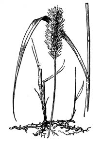 Knotroot Bristlegrass, Knotroot Foxtail /
Setaria parviflora (Syn. Setaria geniculata)