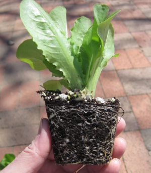 Transplant ready for planting