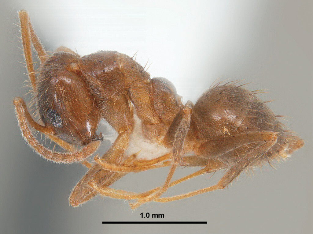 A mounted tawny crazy ant in the side view with a size marker below the ant