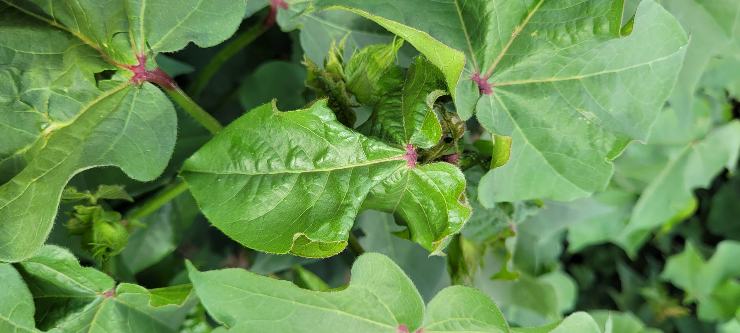Cotton leaf roll dwarf virus symptoms