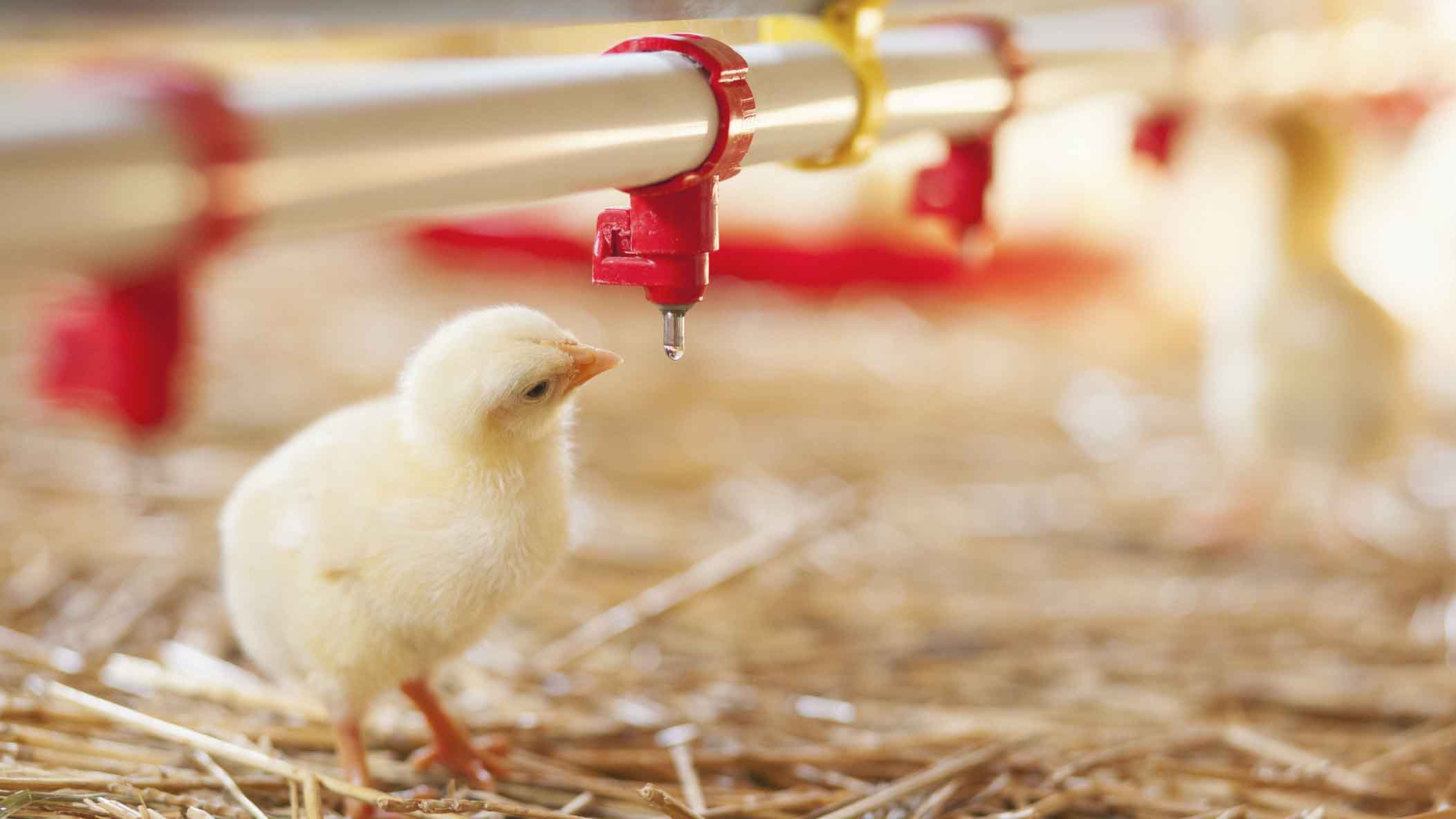 Baby chick on hay drinking from water dispenser