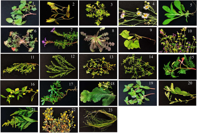 Weeds that harbor CLRDV