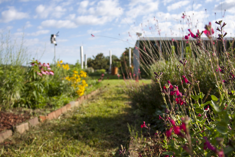 Pollinator garden on the rooftop of the Geology Building on UGA's Athens campus