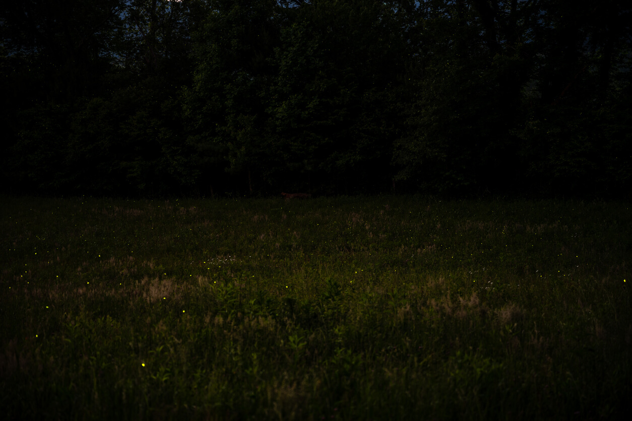Thousands of fireflies fill a field in the Smoky Mountains