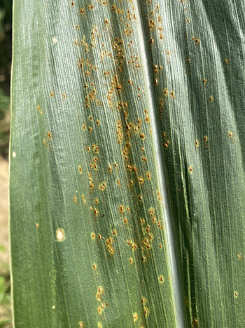 Southern corn rust shown on the leaves of a corn plant in Miller County. (Photo by UGA Cooperative Extension Agent Cody Powell.)