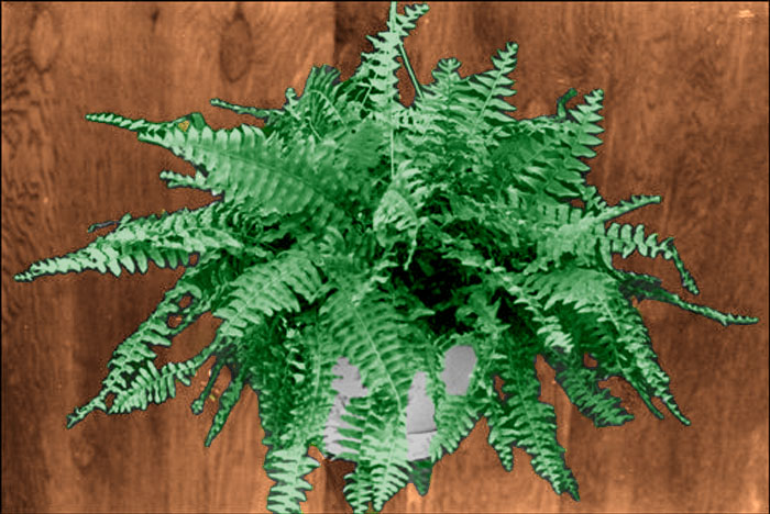 A foxtail fern hangs in a pot against a wooden backdrop.