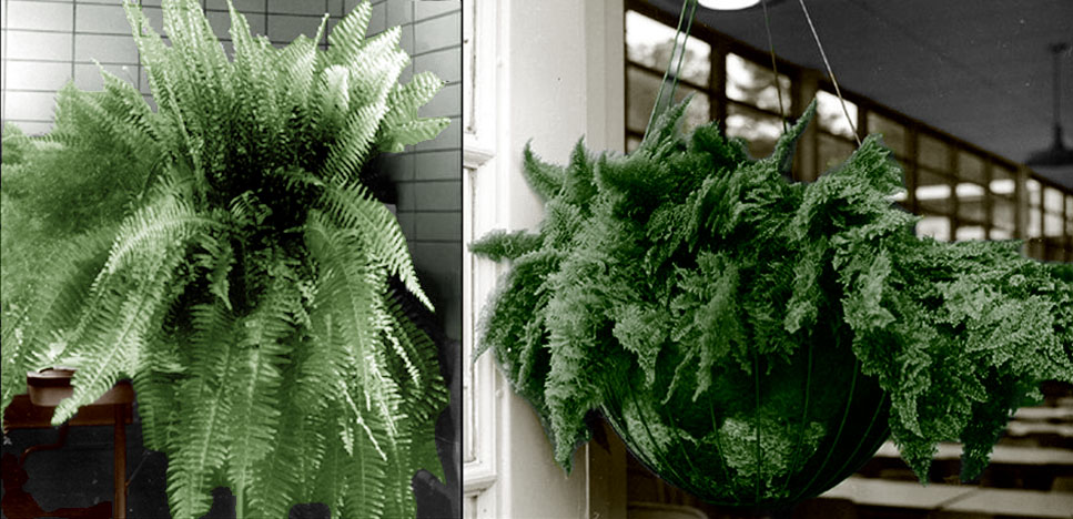 On the left: A very large Boston fern overtakes the space it occupies. On the right: fluffy Boston fern in hanging planter