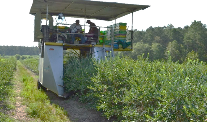 a machine blueberry harvester is seen working a blueberry field
