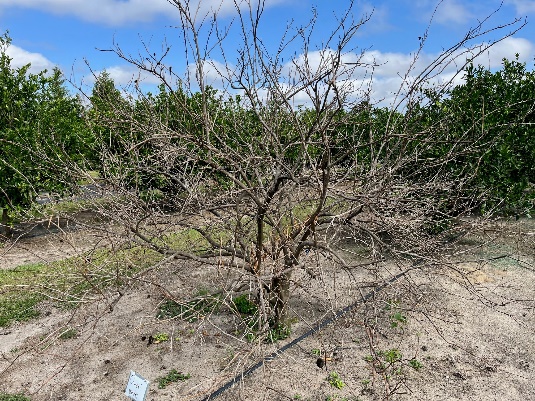 a leafless densely branched tree