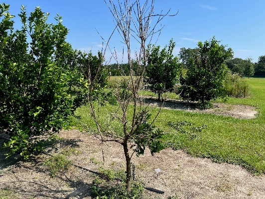 a tree with very few leaves