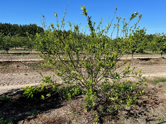 a tree with many signs of leaf damage
