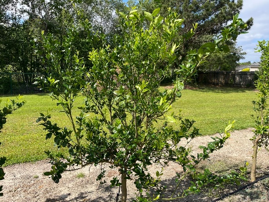 a tree that has mild leaf damage