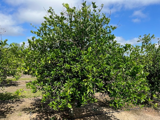 a tree with only a few damaged leaves