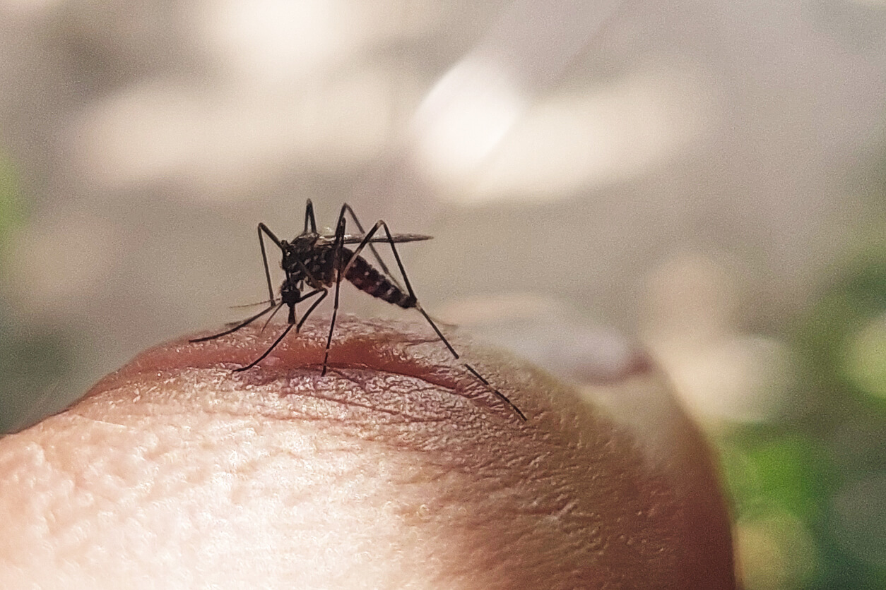 A closeup of an Asian tiger mosquito on skin with an out-of-focus background