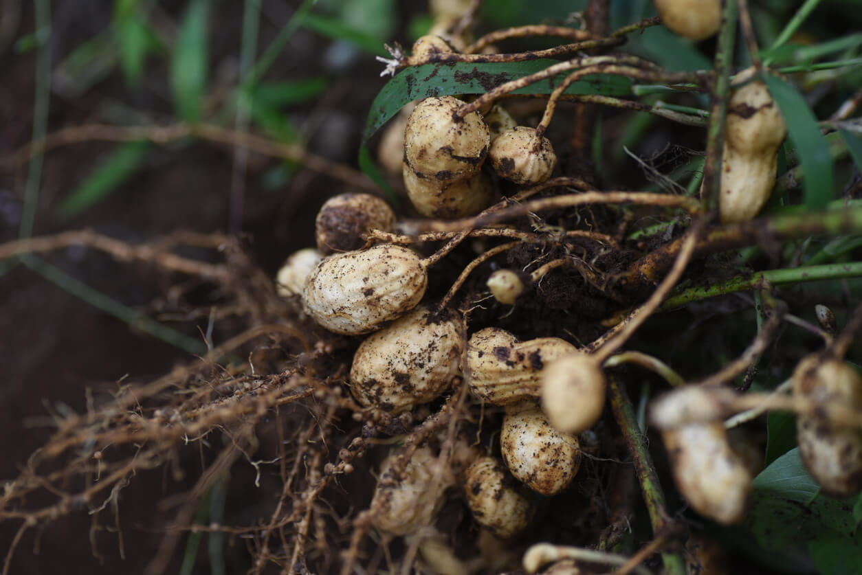 Closeup of an uprooted peanut plant