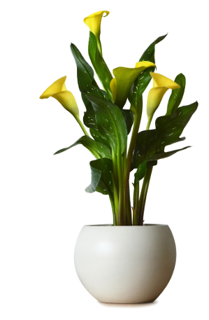potted calla lily