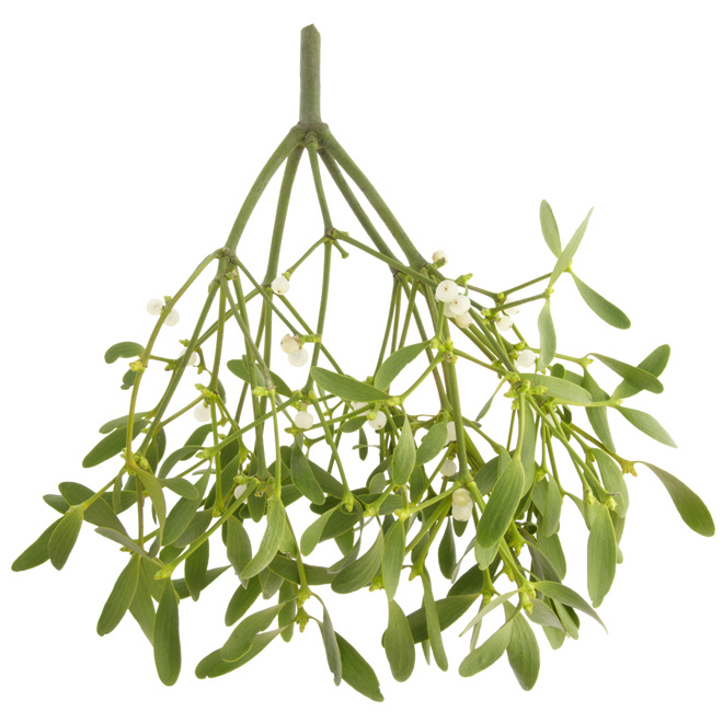 mistletoe