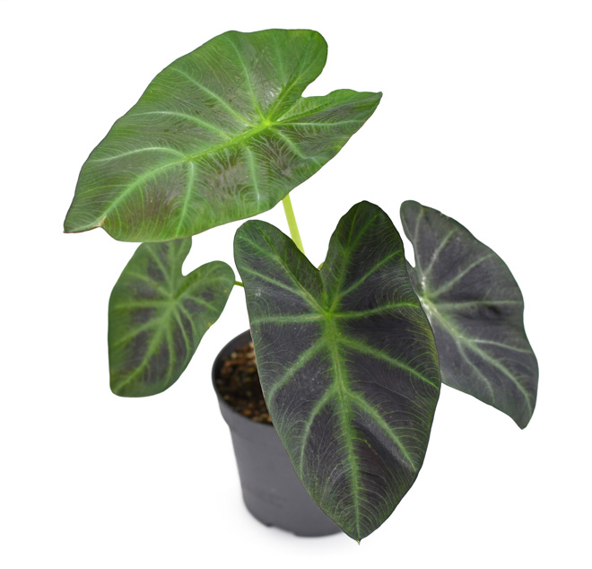 potted elephant ear plant