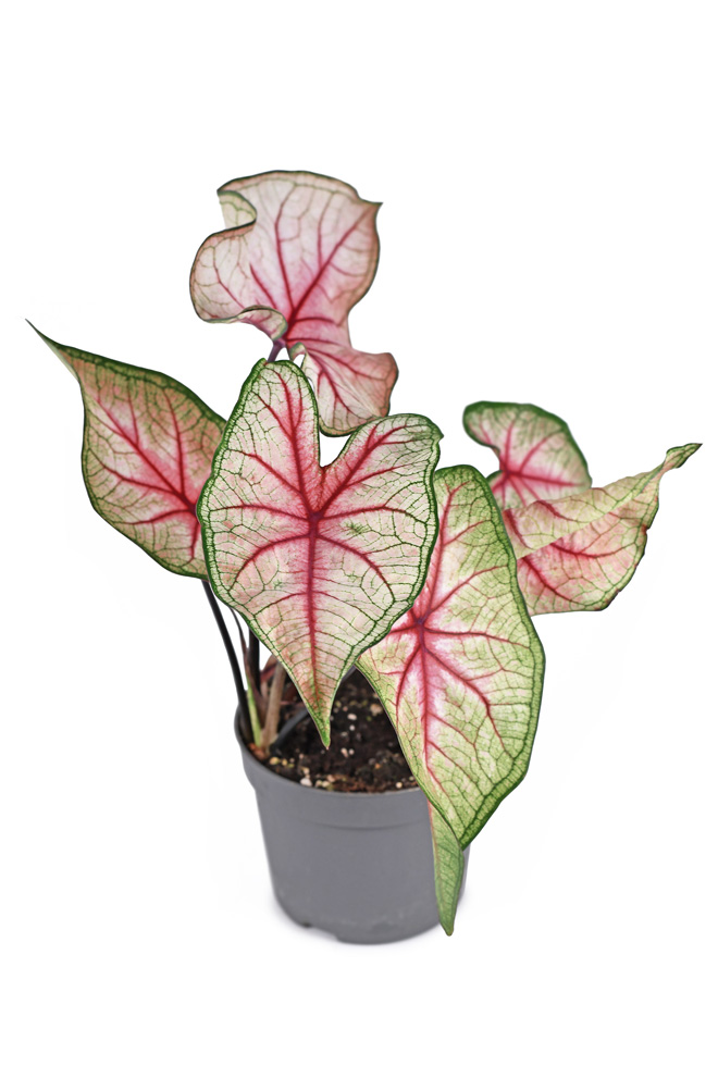potted caladium flower