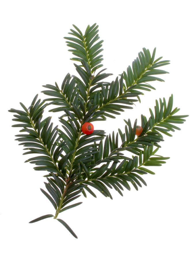 yew needles