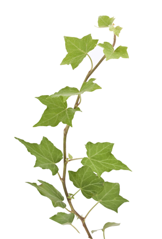 English ivy
