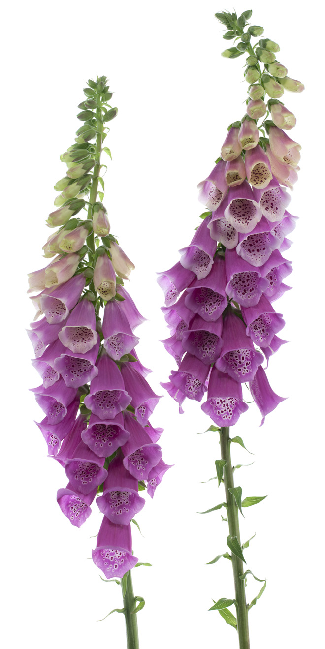 foxglove flowers