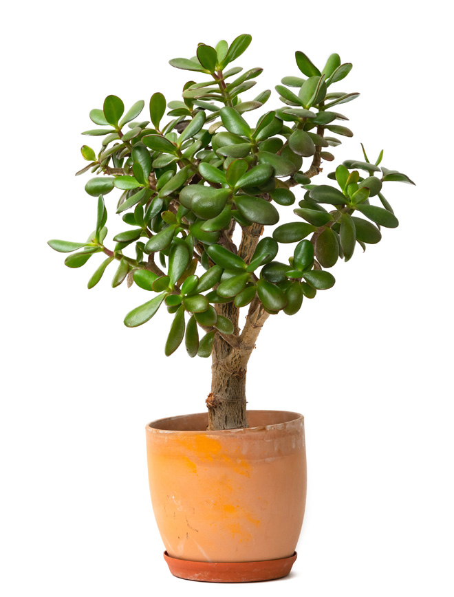 potted jade plant