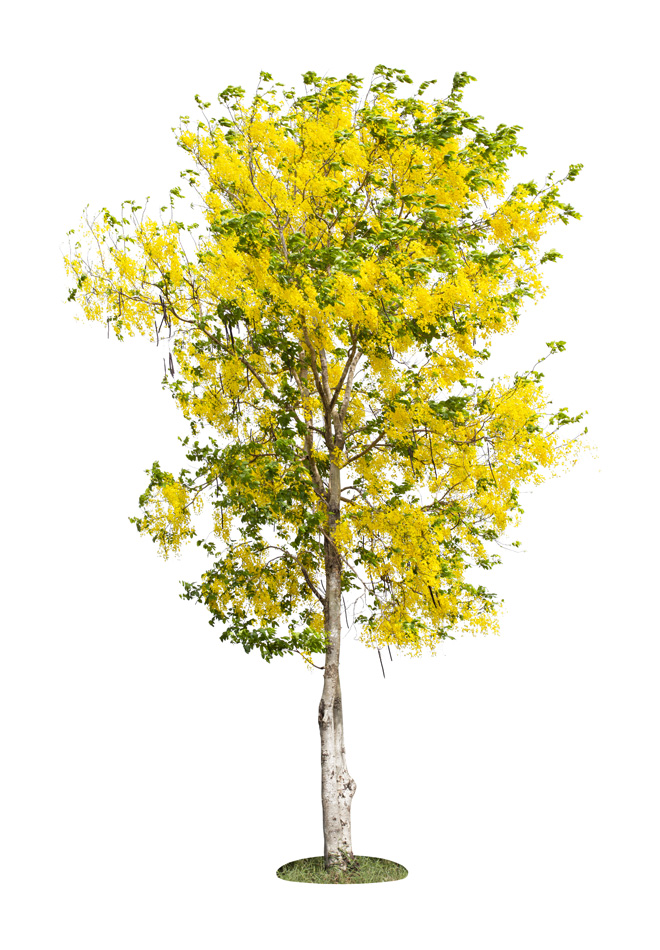 golden chain tree