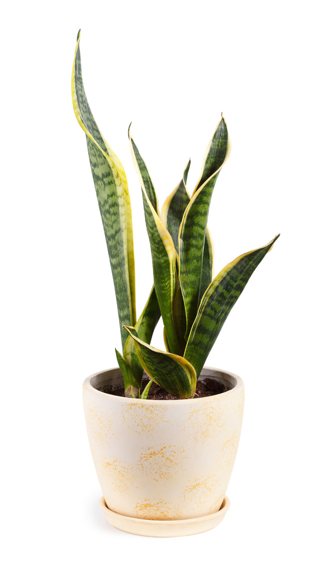 potted mother-in-law's tongue plant