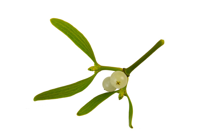single mistletoe sprig