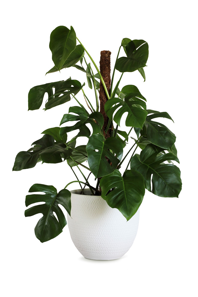 potted monstera plant