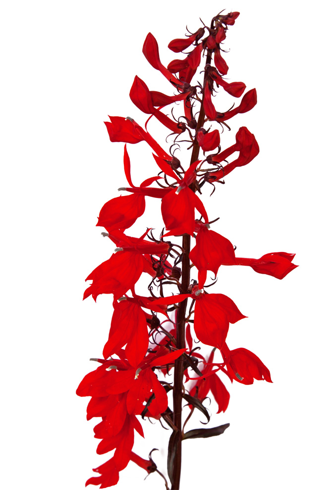 cardinal flowers