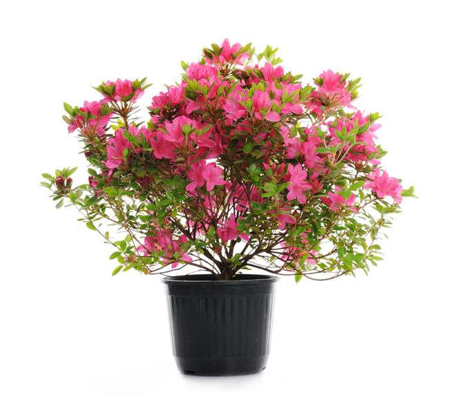 potted rhododendron flowers