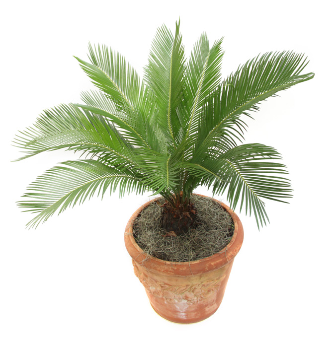 Sago palm