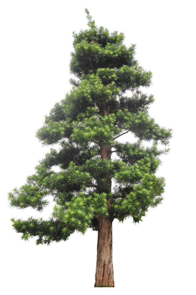 yew tree