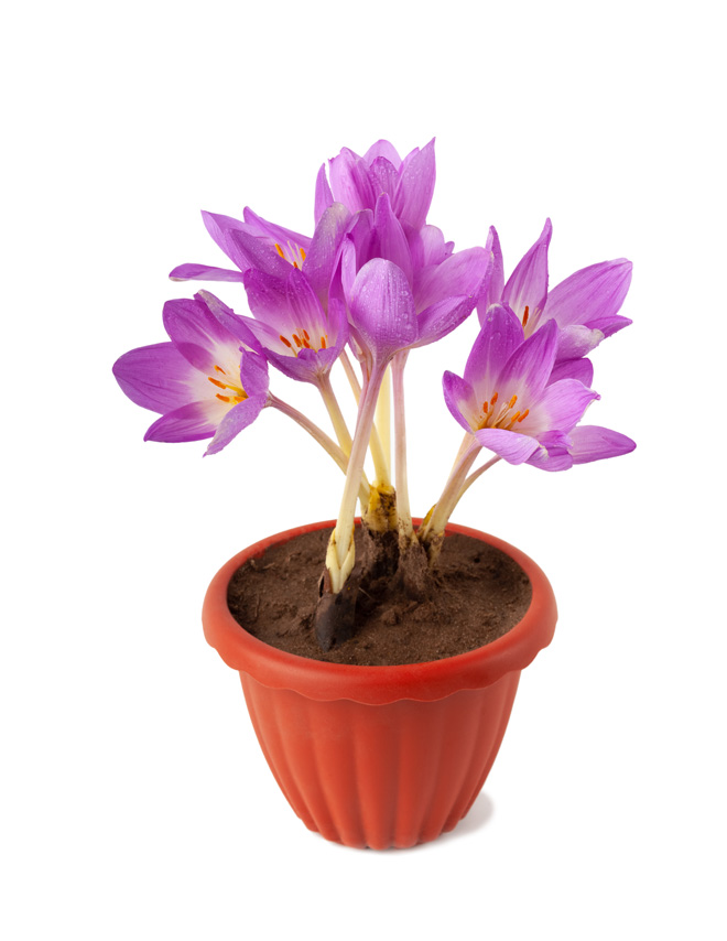 potted autumn crocus flower